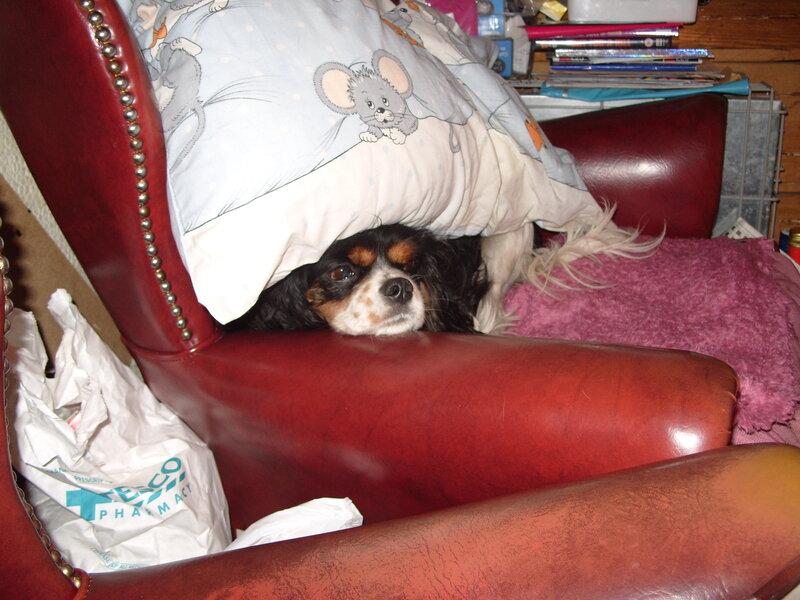 dog hiding under blanket
