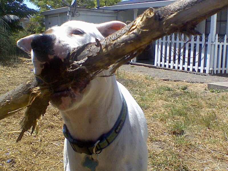 dog holding a large stick