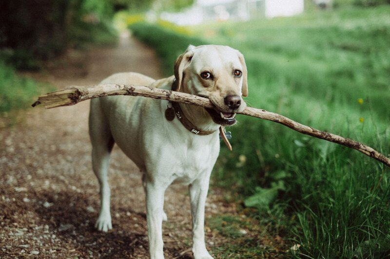 Dog holding a stick