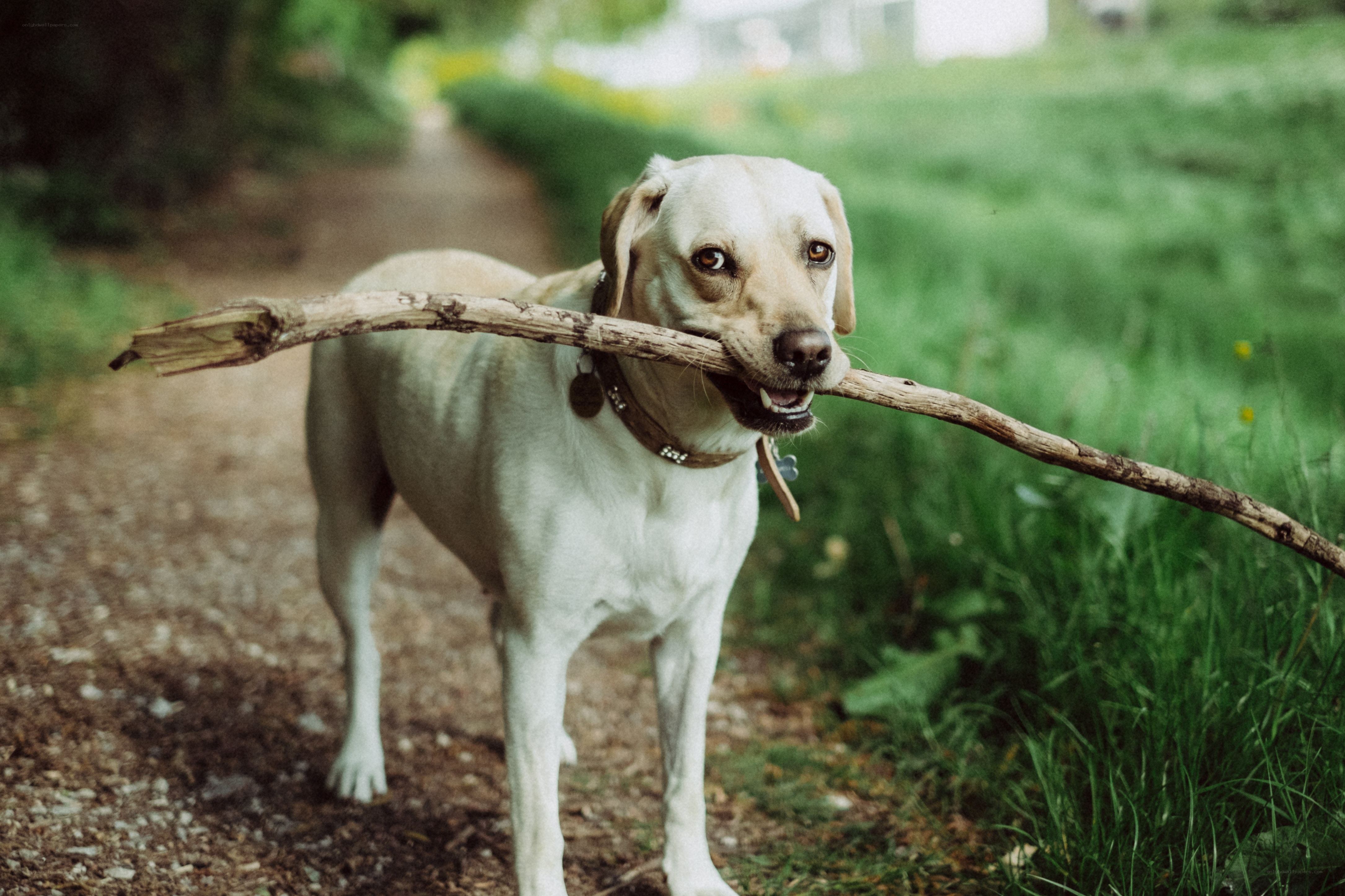 Dog holding a stick