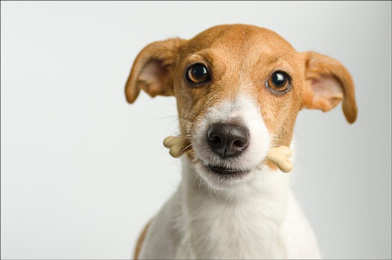 Dog Holding Bone
