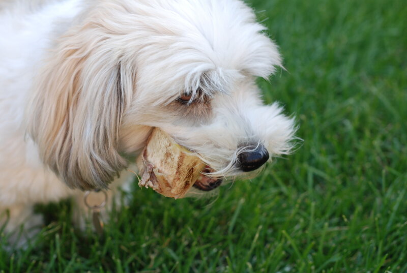 Dog Holding Bone — White