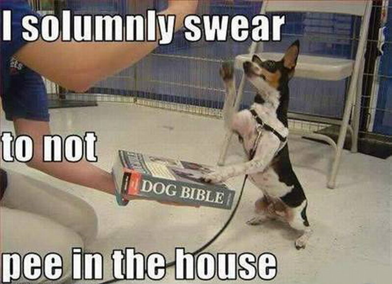 Dog Holding Book