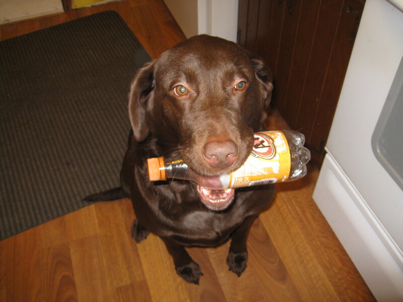 dog holding bottle in mouth
