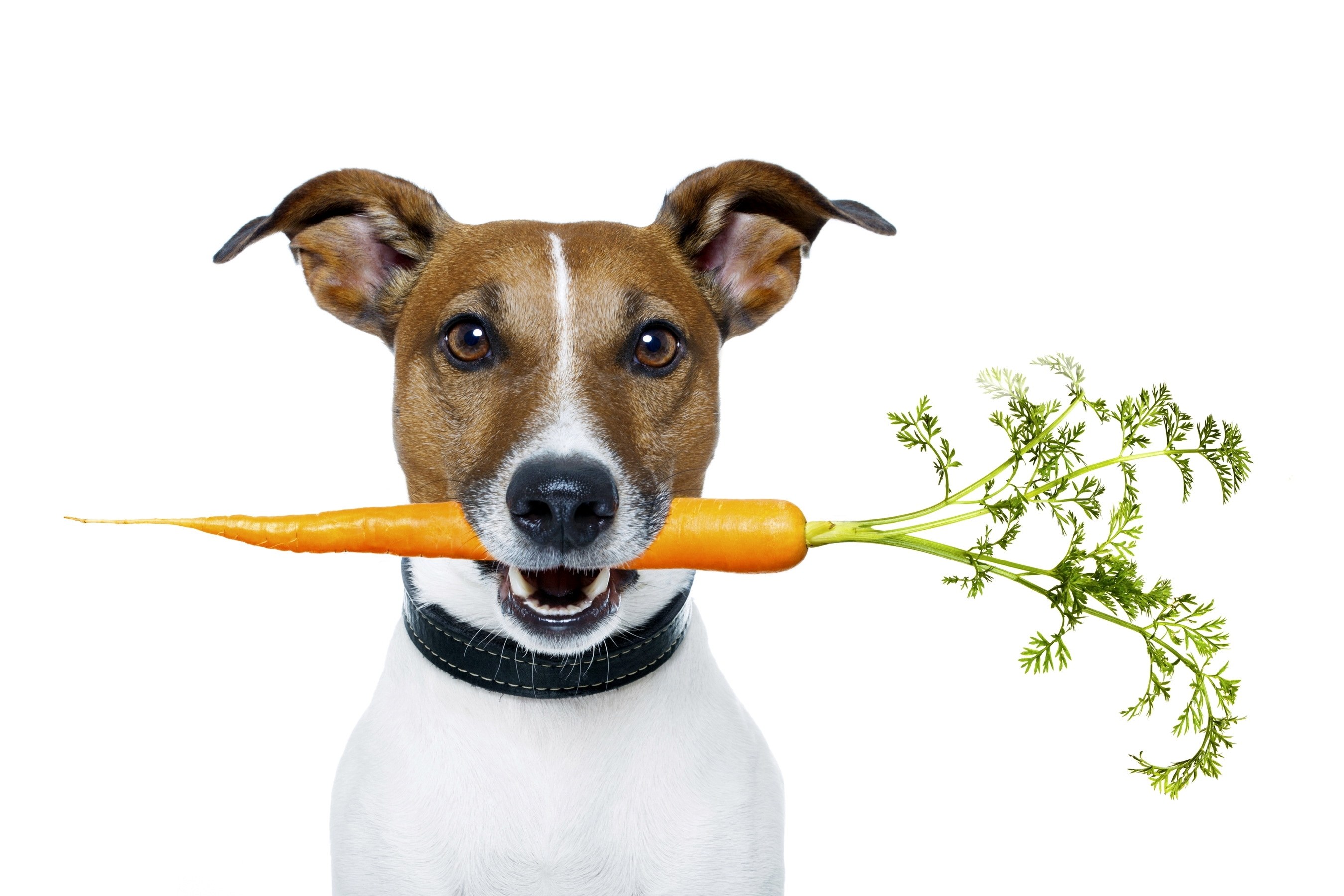 dog holding carrot in mouth