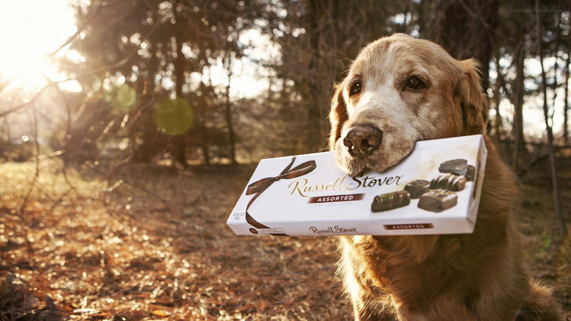 Dog holding chocolate box