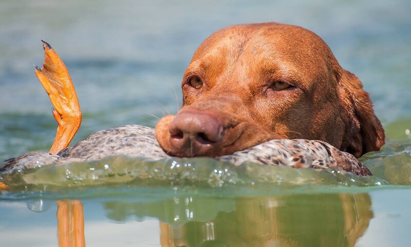 Dog Holding Duck in Water