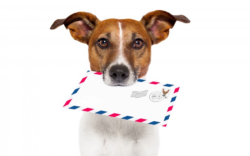 Dog Holding Envelope