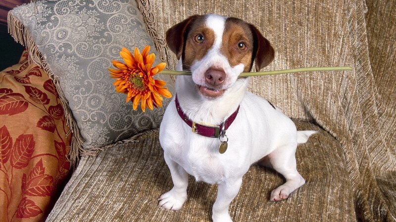 Dog holding flower in mouth