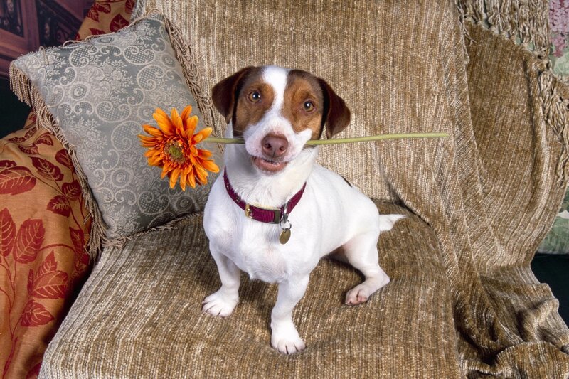 Dog holding flower in mouth