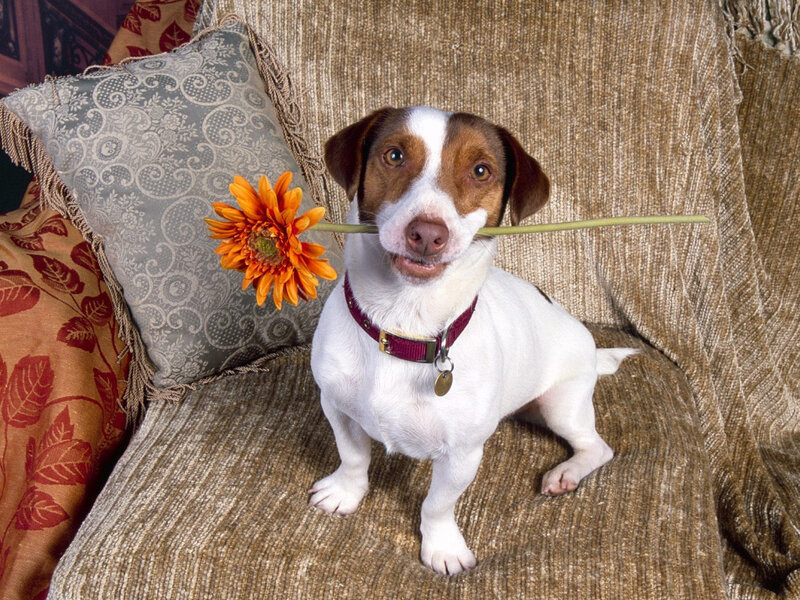 dog holding flower in mouth