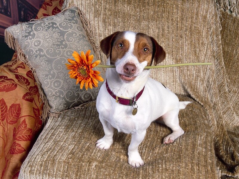 Dog holding flower in mouth