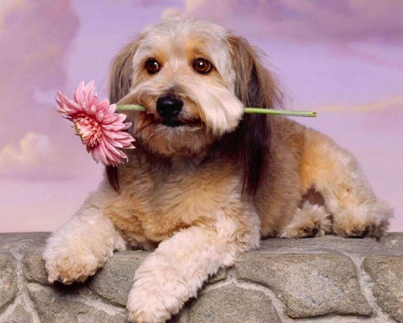Dog Holding Flower — Pink, Calm