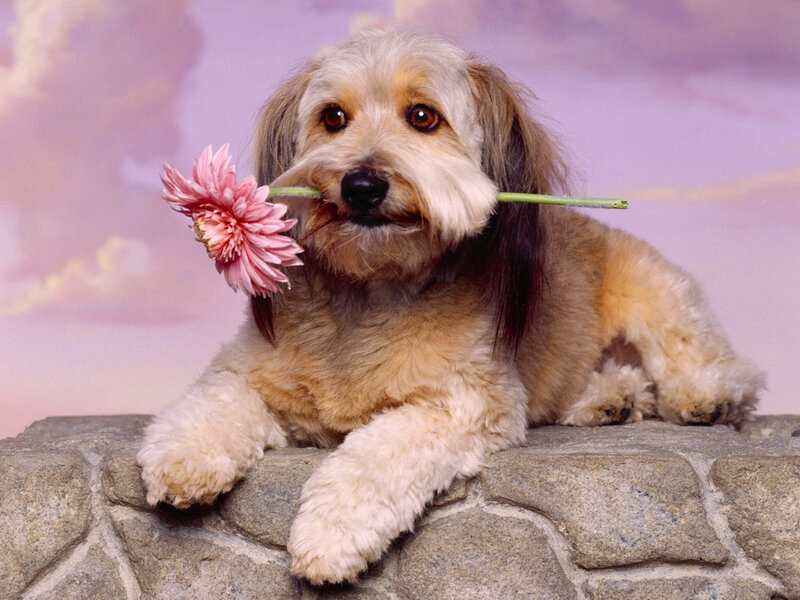 Dog Holding Flower — Pink