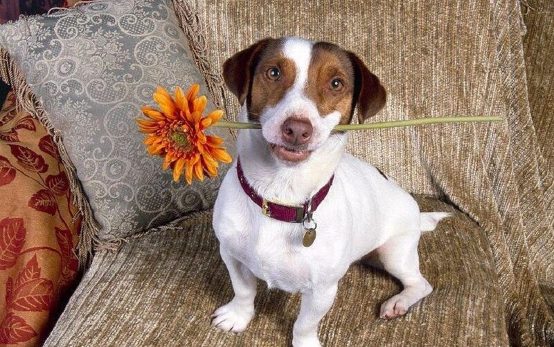 Dog Holding Flower
