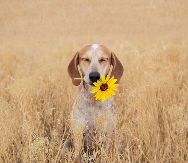 Dog Holding Flower — Yellow