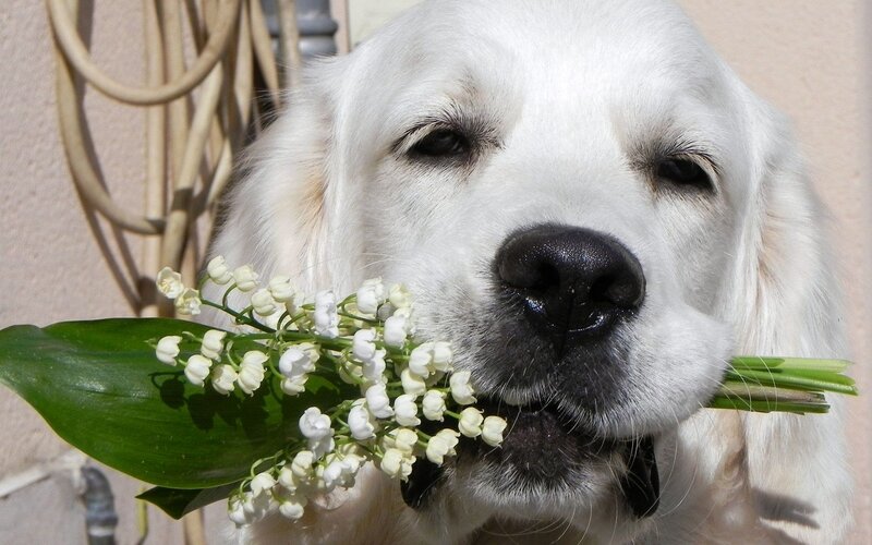 dog holding flowers