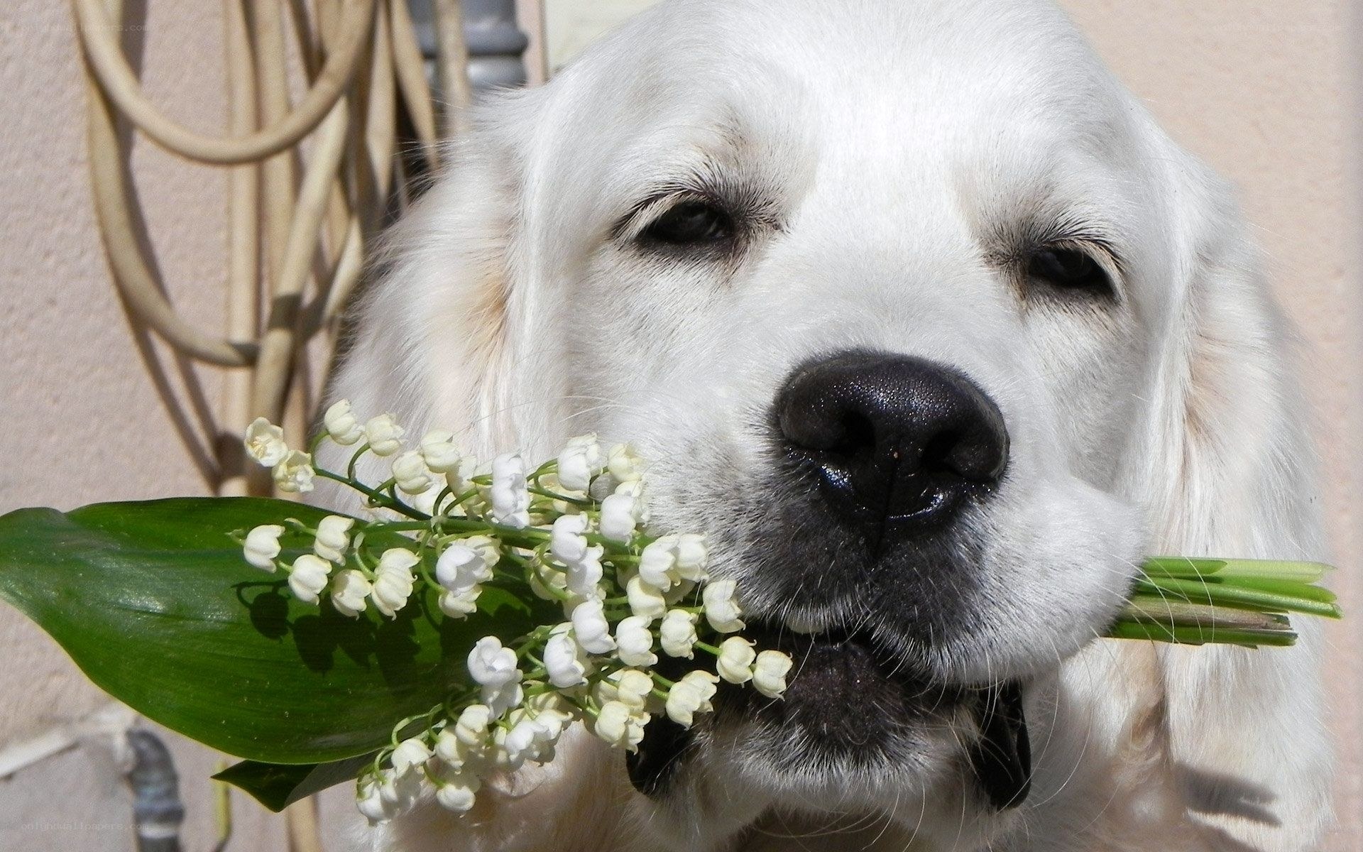 dog holding flowers