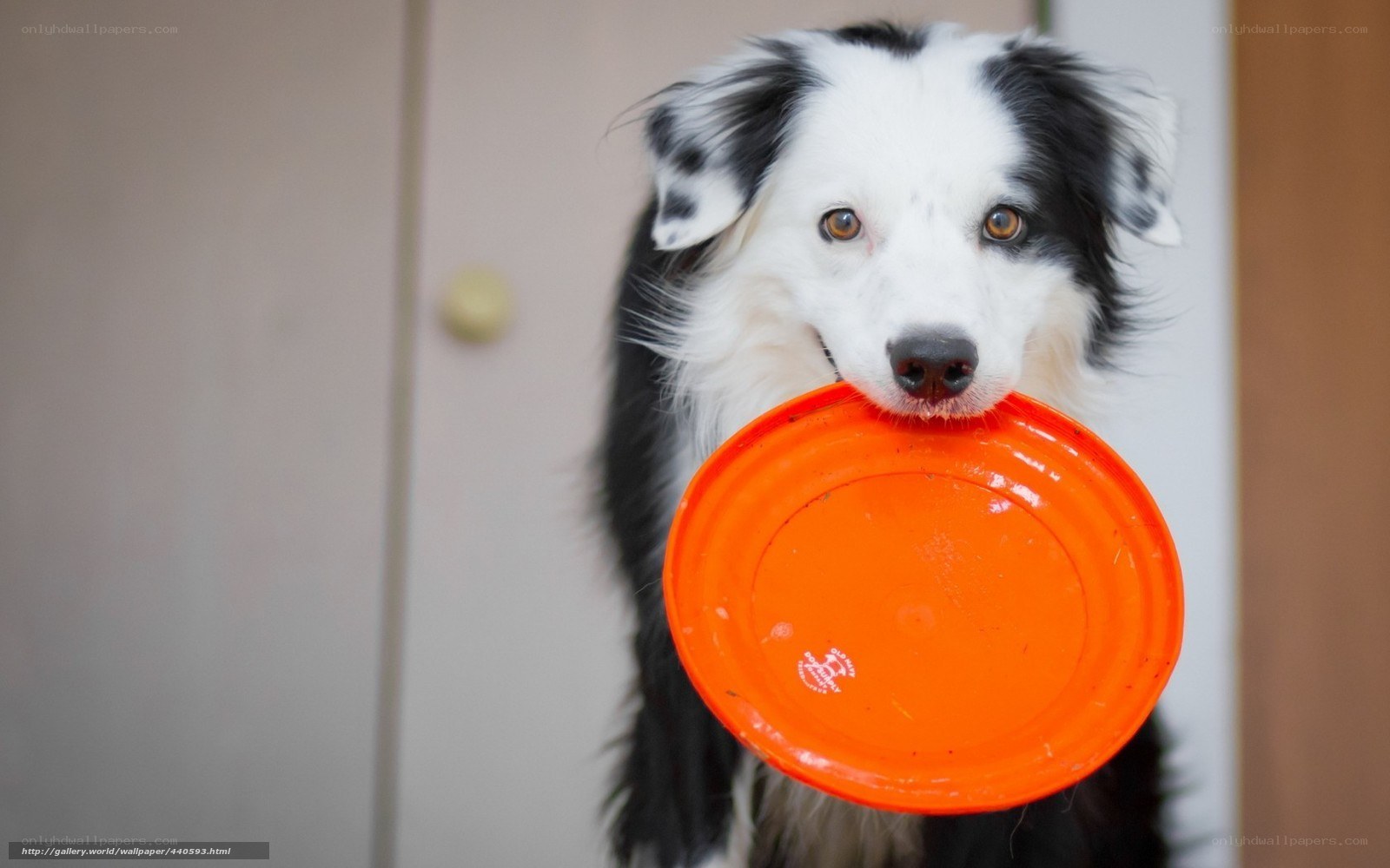 dog holding frisbee