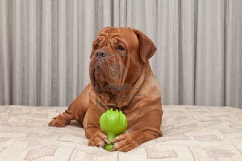 Dog Holding Green Toy