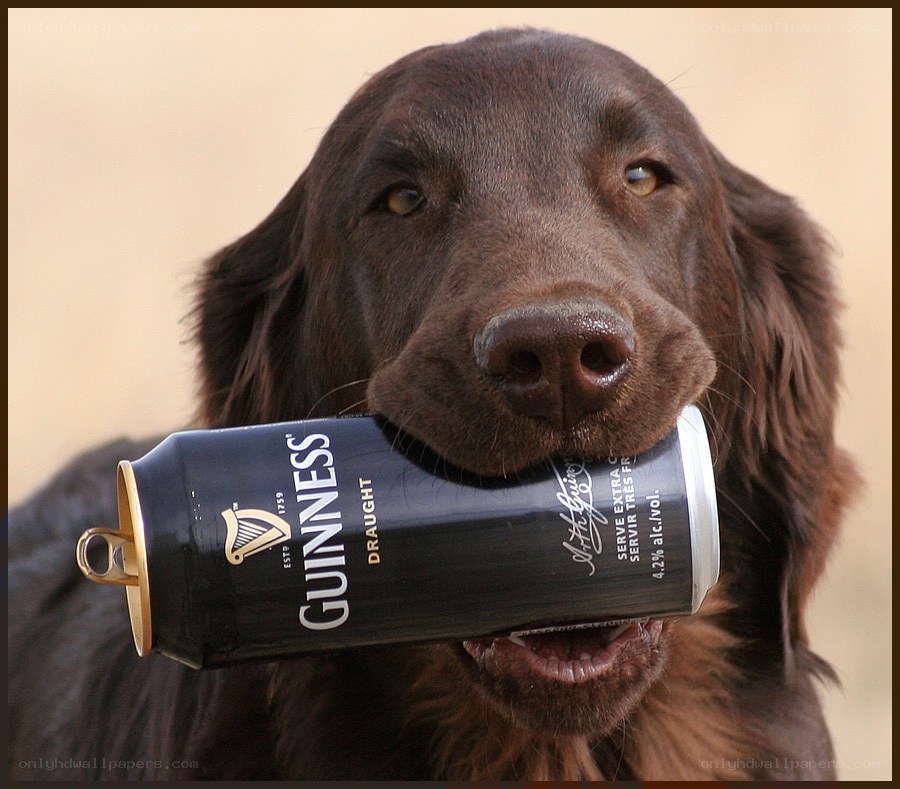 dog holding guinness can