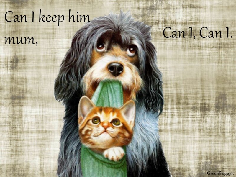 Dog Holding Kitten — Brown