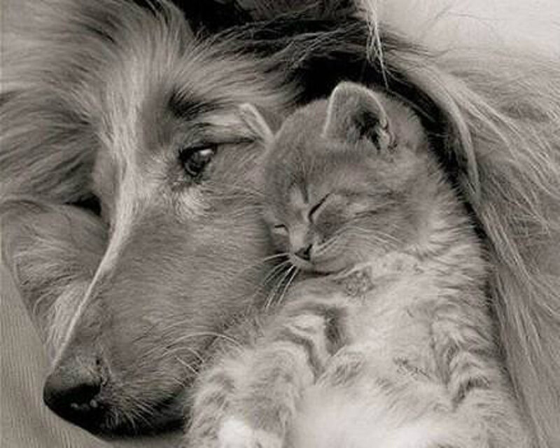 Dog Holding Kitten