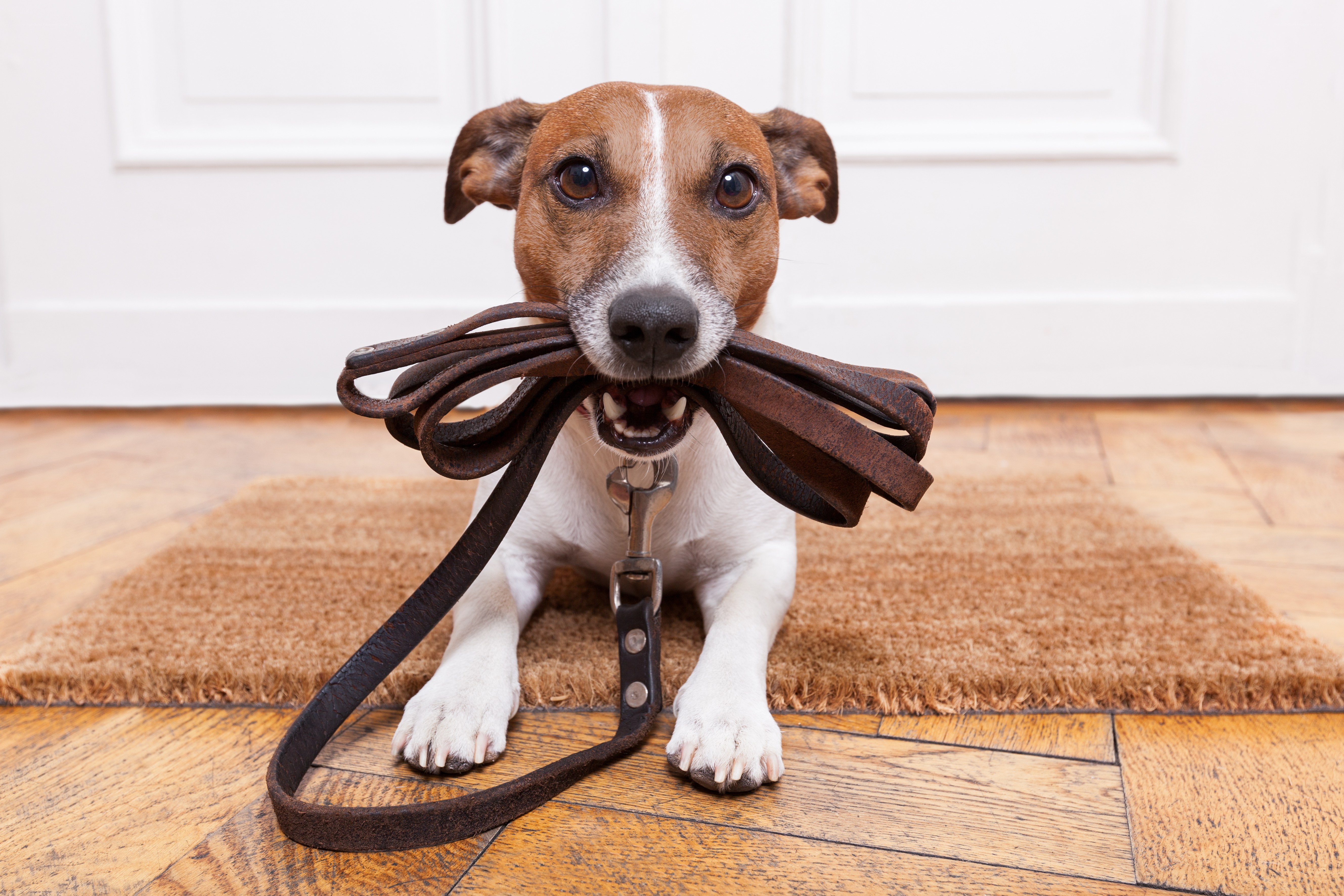 dog holding leash in mouth