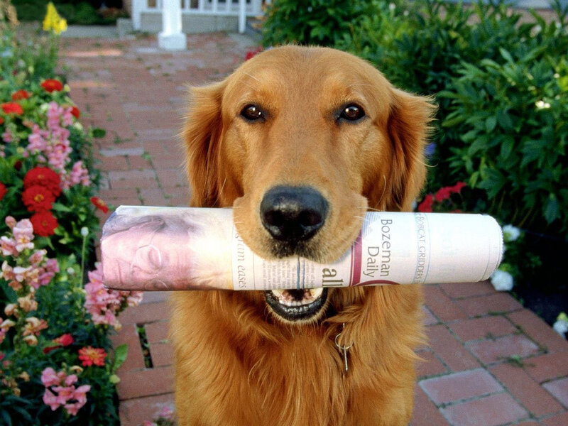 dog holding newspaper in mouth