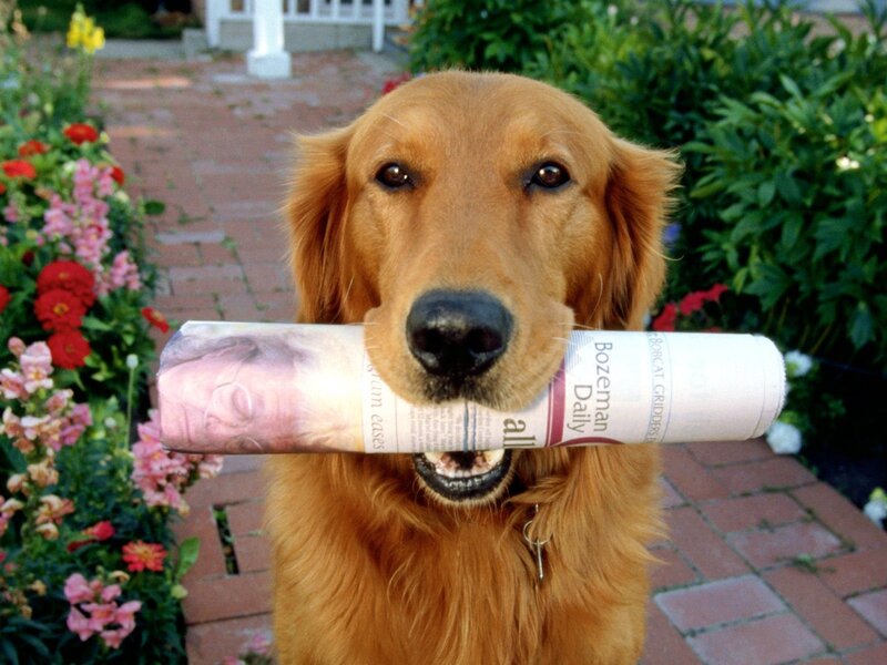 dog holding newspaper in mouth