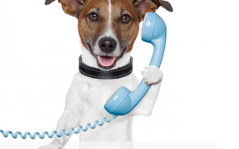 Dog Holding Phone