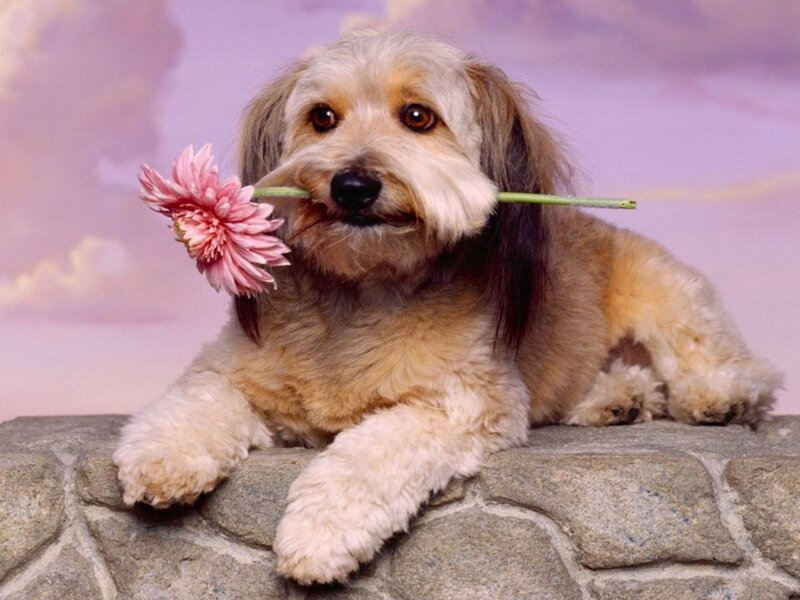 dog holding pink flower