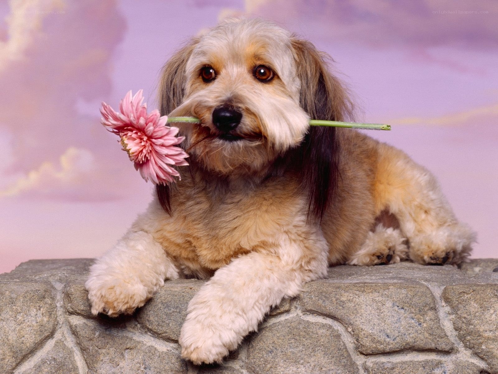 dog holding pink flower