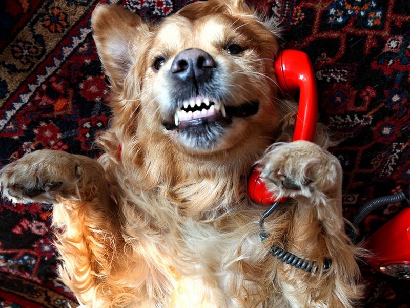 dog holding red phone