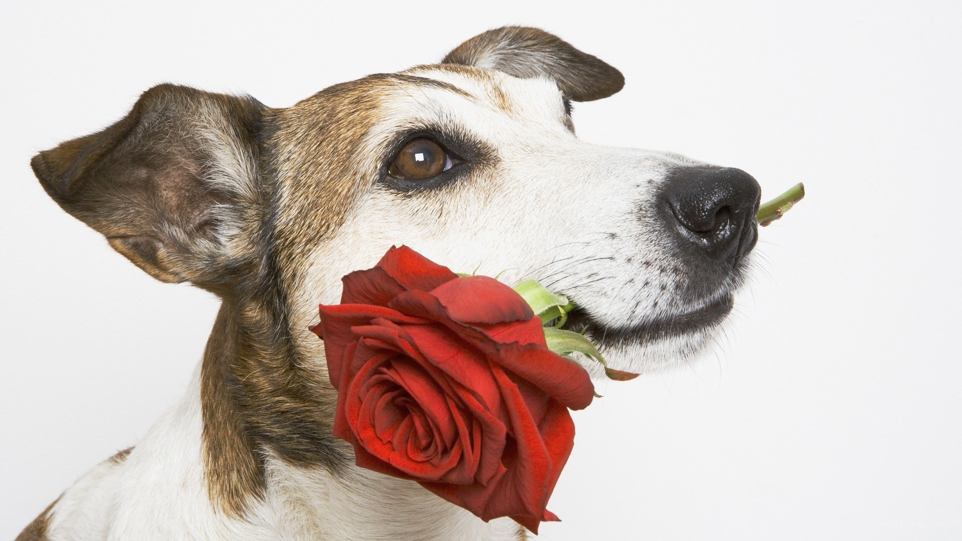 dog holding red rose