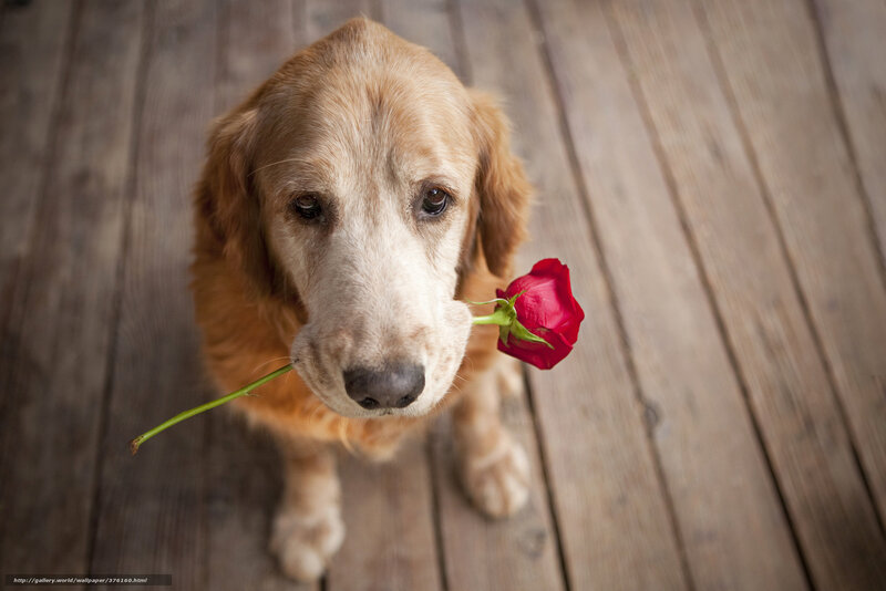 dog holding red rose