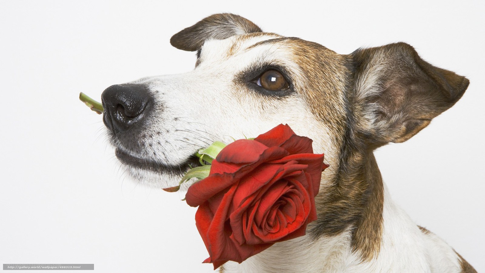 dog holding red rose