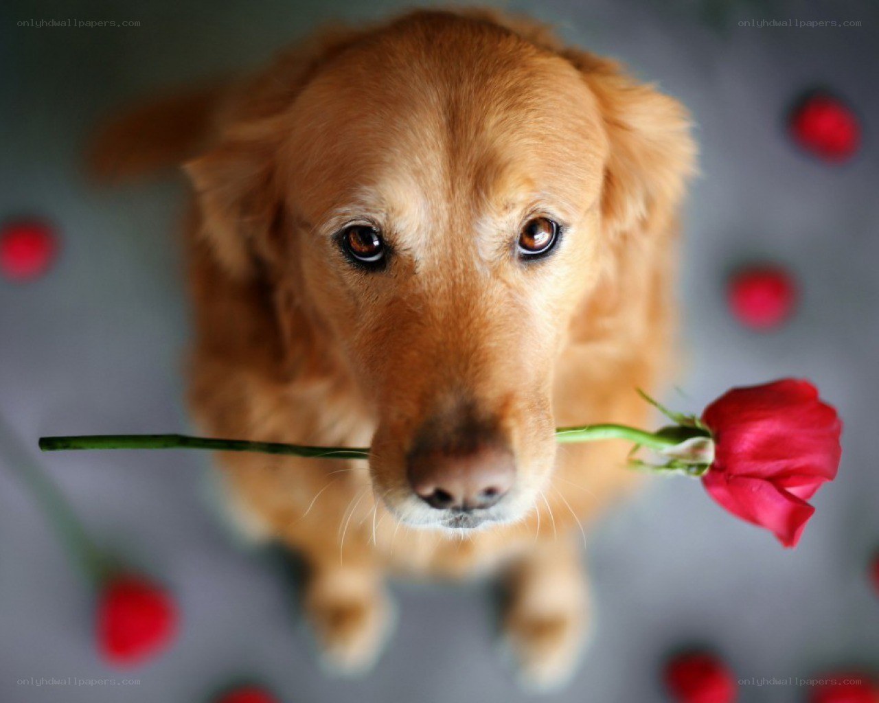 dog holding red rose