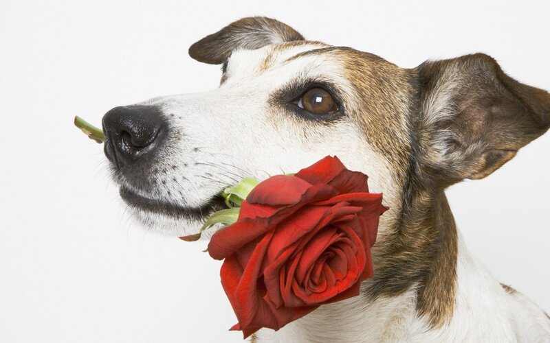 Dog Holding Red Rose — Calm, Photograph