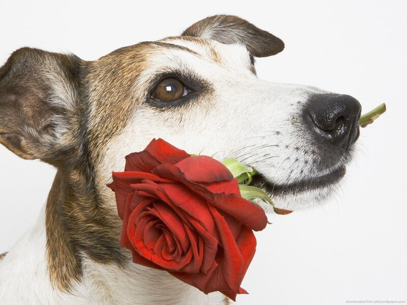 Dog Holding Red Rose — Calm, Photograph, White Background