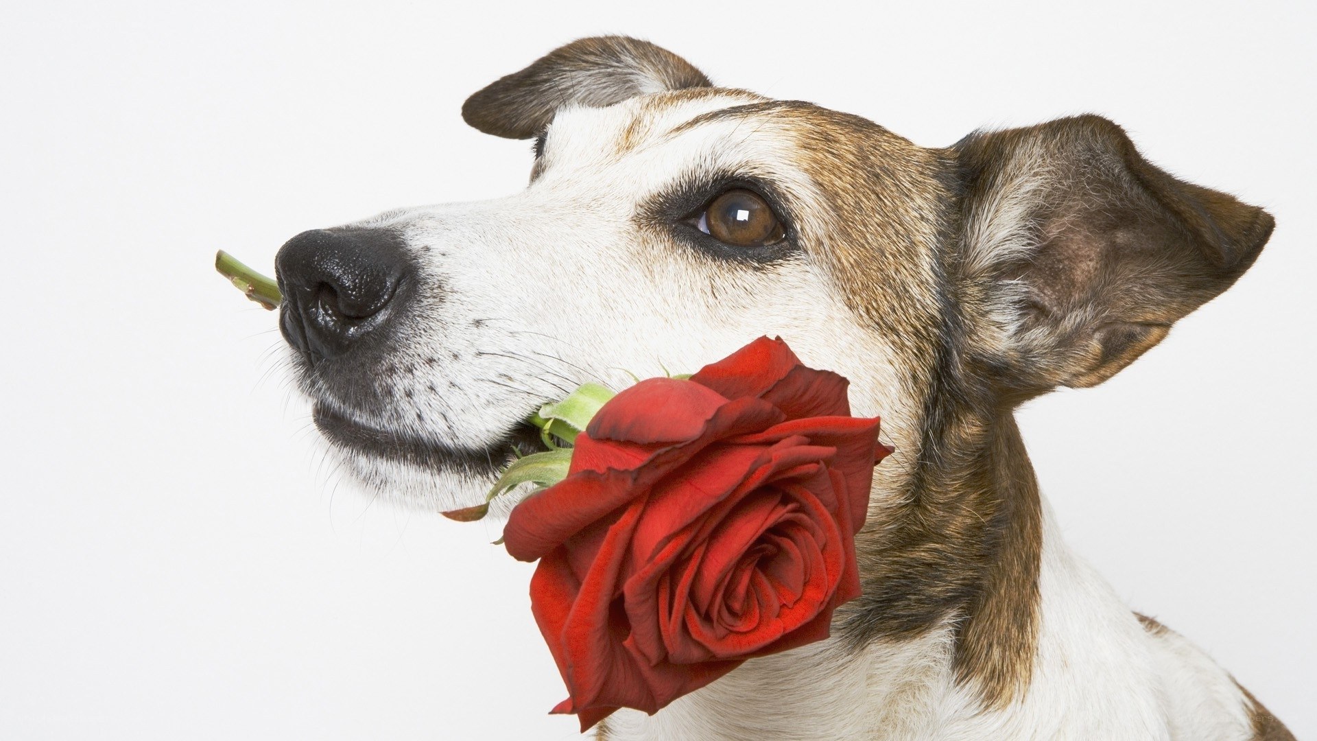 dog holding red rose