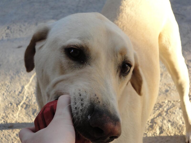 dog holding red toy