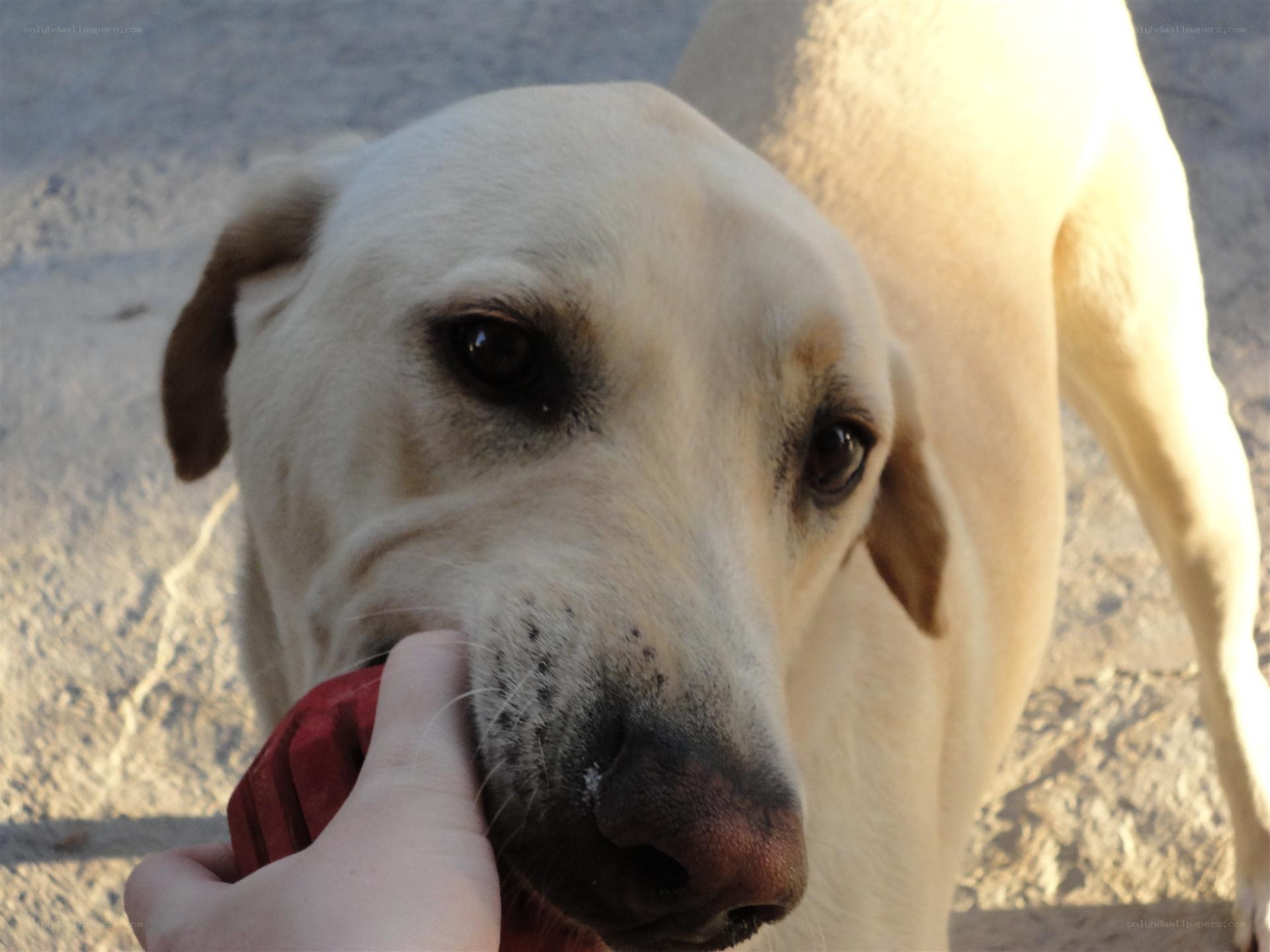 dog holding red toy