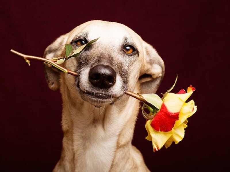 Dog Holding Rose — Brown, Calm