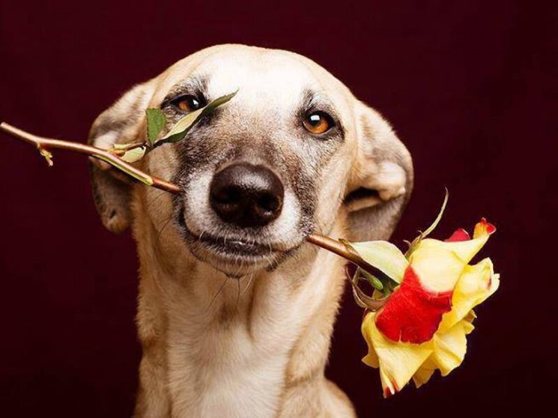 Dog Holding Rose — Brown, Dramatic