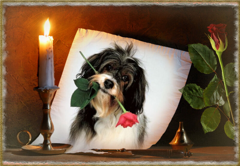 Dog Holding Rose — Brown, Romantic