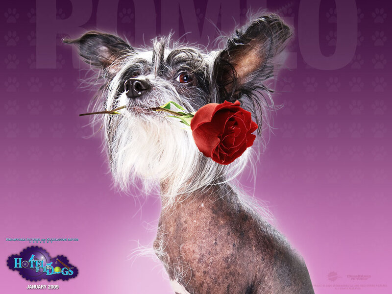 Dog Holding Rose — Purple