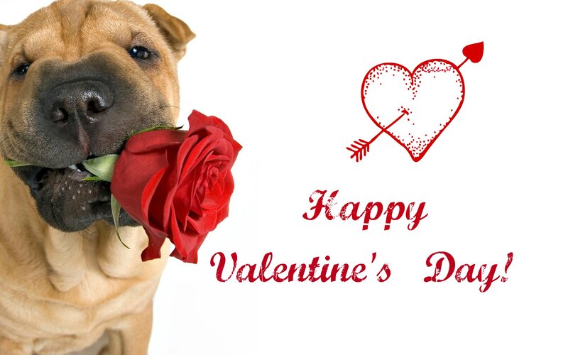 Dog Holding Rose — Red, Romantic, Photograph