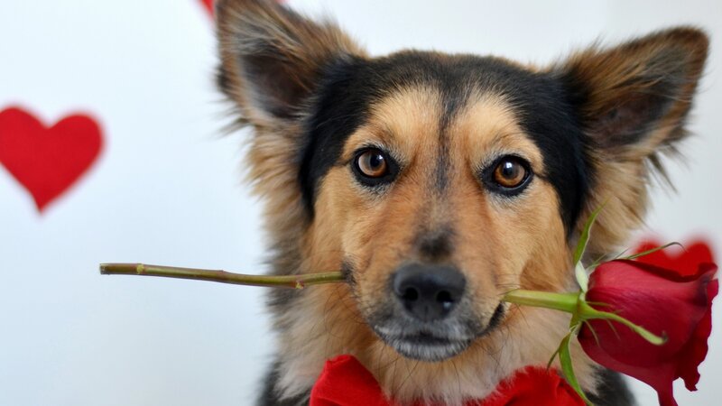 Dog Holding Rose — Red, Romantic