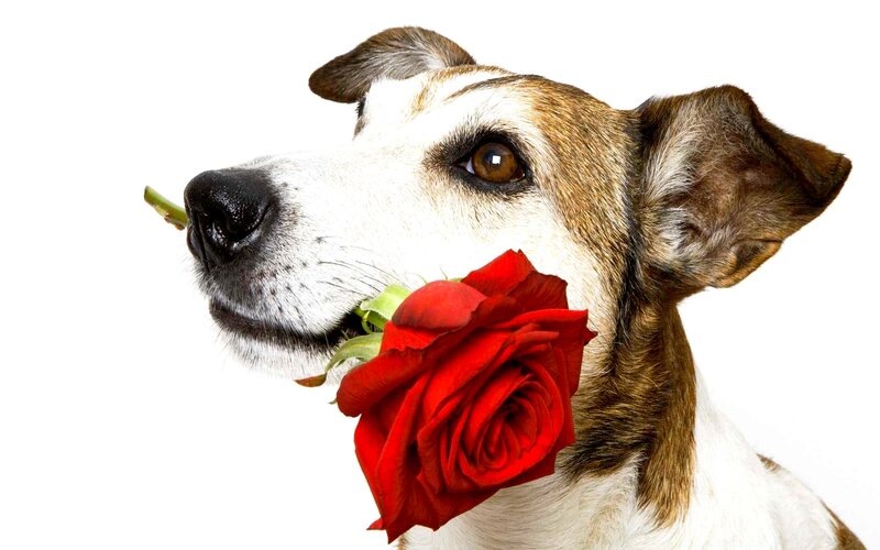 Dog Holding Rose — Red